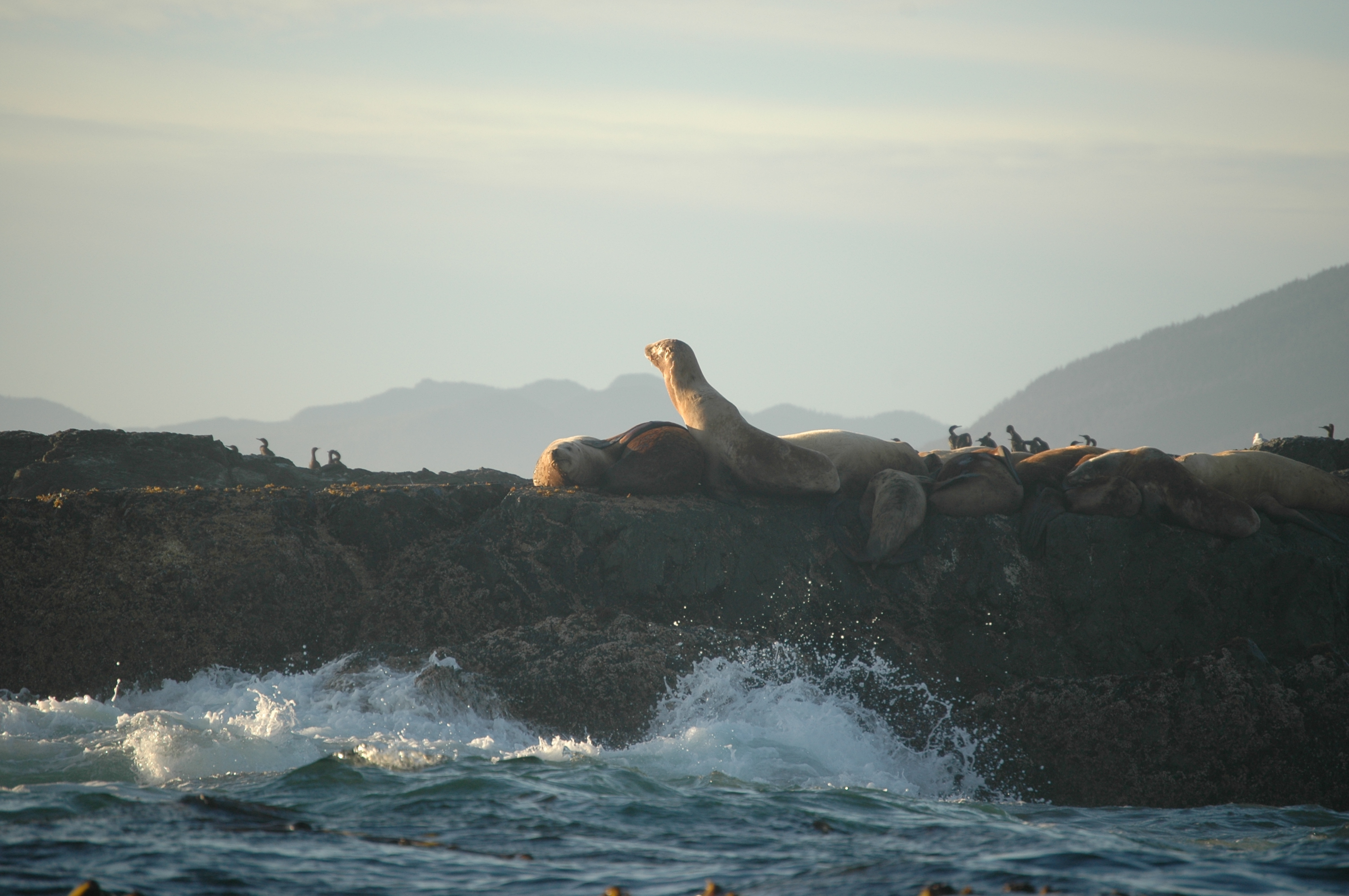 photos/wildlife/Mammal_Species/Steller Sea Lion/20070920-Canada-05.jpg